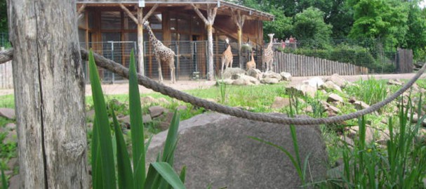 Africambo II - Giraffengehege
